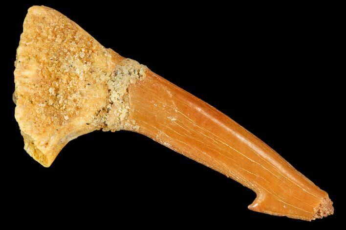 Bargain, Fossil Sawfish (Onchopristis) Rostral Barb- Morocco #106433